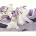 Кроссовки Violeta G38(8009) purple